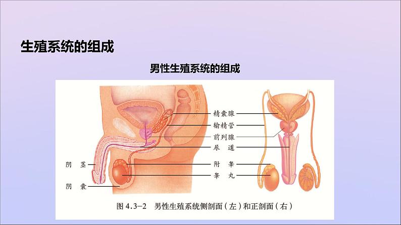 生物济南版八年级上册同步教学课件第4单元 物种的延续第3章人类的生殖和发育第1节婴儿的诞生第3页