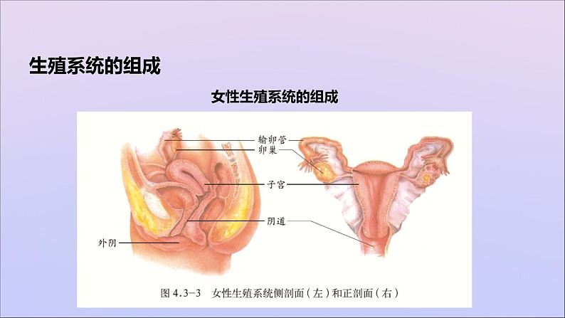 生物济南版八年级上册同步教学课件第4单元 物种的延续第3章人类的生殖和发育第1节婴儿的诞生第5页