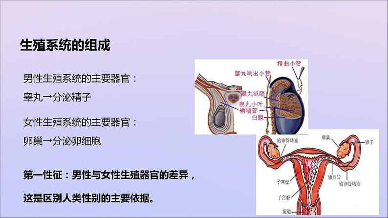 生物济南版八年级上册同步教学课件第4单元 物种的延续第3章人类的生殖和发育第1节婴儿的诞生第7页