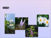 生物济南版八年级上册同步教学课件第4单元 物种的延续第3章人类的生殖和发育第3节走向成熟