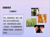 生物济南版八年级上册同步教学课件第4单元 物种的延续第4章生物的遗传与变异第2节性状的遗传