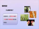 生物济南版八年级上册同步教学课件第4单元 物种的延续第4章生物的遗传与变异第2节性状的遗传