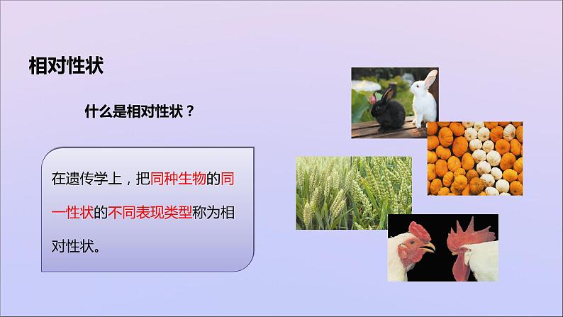 生物济南版八年级上册同步教学课件第4单元 物种的延续第4章生物的遗传与变异第2节性状的遗传04