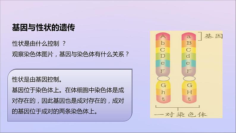 生物济南版八年级上册同步教学课件第4单元 物种的延续第4章生物的遗传与变异第2节性状的遗传06