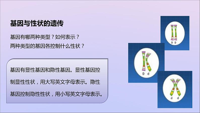 生物济南版八年级上册同步教学课件第4单元 物种的延续第4章生物的遗传与变异第2节性状的遗传07