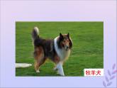 生物济南版八年级上册同步教学课件第4单元 物种的延续第4章生物的遗传与变异第4节生物的变异