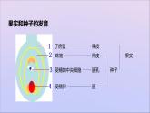 生物济南版八年级上册同步教学课件第4单元 物种的延续第1章绿色开花植物的一生第3节果实和种子的形成