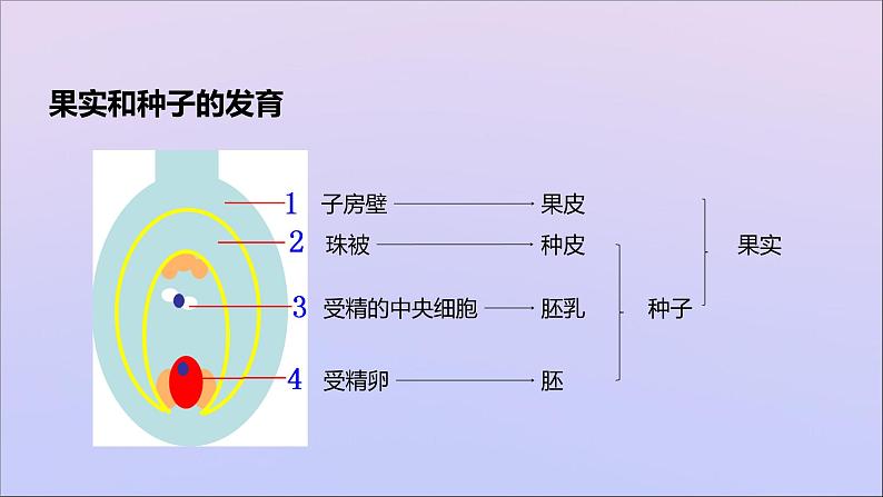 生物济南版八年级上册同步教学课件第4单元 物种的延续第1章绿色开花植物的一生第3节果实和种子的形成第5页