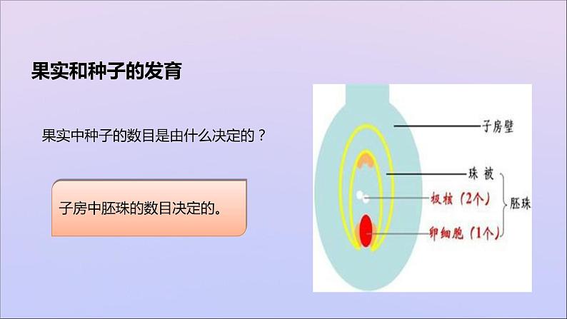 生物济南版八年级上册同步教学课件第4单元 物种的延续第1章绿色开花植物的一生第3节果实和种子的形成第7页