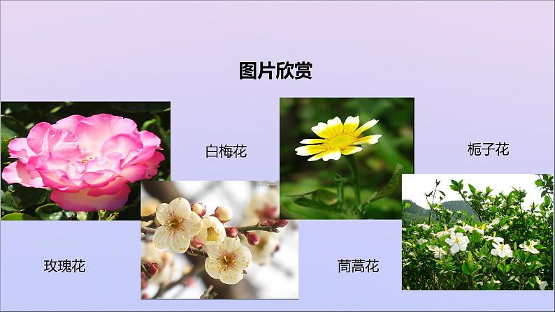 生物济南版八年级上册同步教学课件第4单元 物种的延续第1章绿色开花植物的一生第1节花的结构和类型02