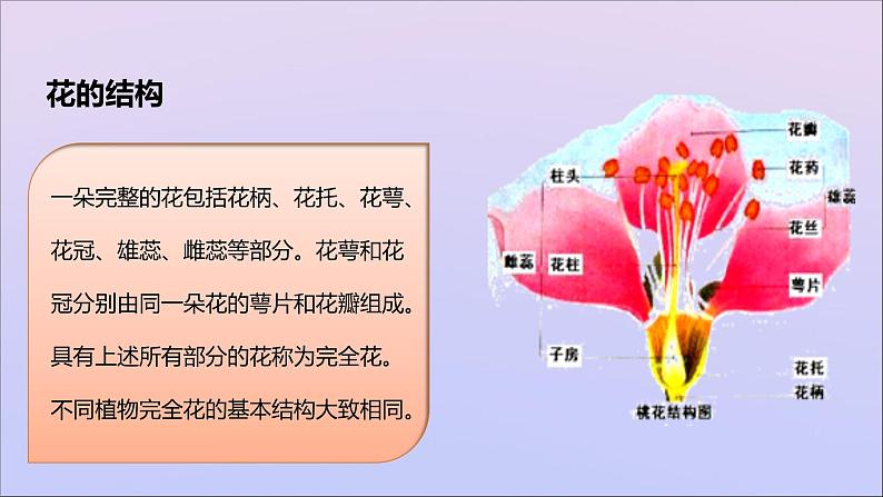 生物济南版八年级上册同步教学课件第4单元 物种的延续第1章绿色开花植物的一生第1节花的结构和类型03