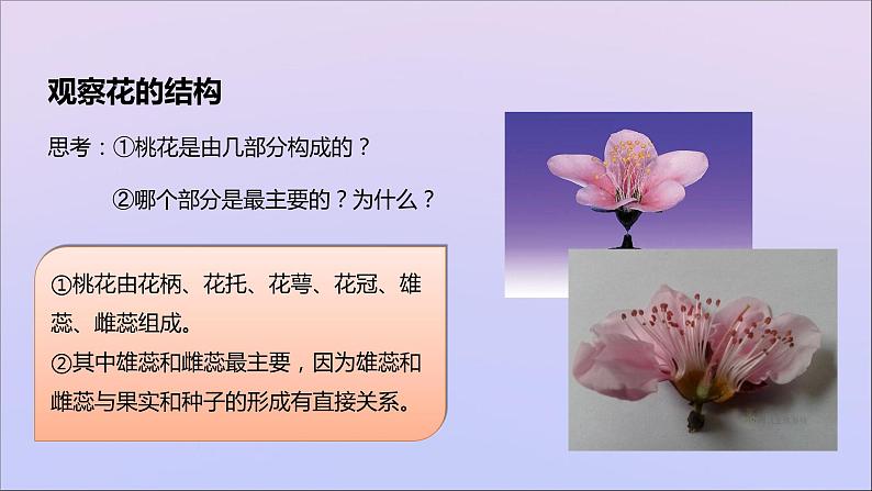 生物济南版八年级上册同步教学课件第4单元 物种的延续第1章绿色开花植物的一生第1节花的结构和类型06