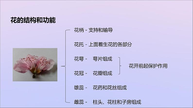 生物济南版八年级上册同步教学课件第4单元 物种的延续第1章绿色开花植物的一生第1节花的结构和类型07