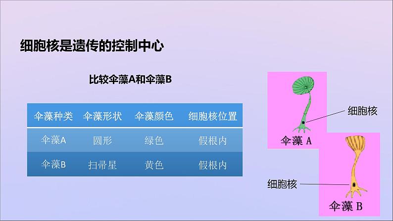 生物济南版八年级上册同步教学课件第4单元 物种的延续第4章生物的遗传与变异第1节遗传的物质基次04