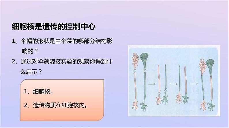 生物济南版八年级上册同步教学课件第4单元 物种的延续第4章生物的遗传与变异第1节遗传的物质基次05