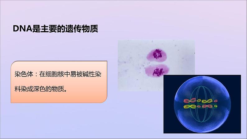 生物济南版八年级上册同步教学课件第4单元 物种的延续第4章生物的遗传与变异第1节遗传的物质基次07