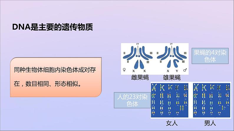 生物济南版八年级上册同步教学课件第4单元 物种的延续第4章生物的遗传与变异第1节遗传的物质基次08