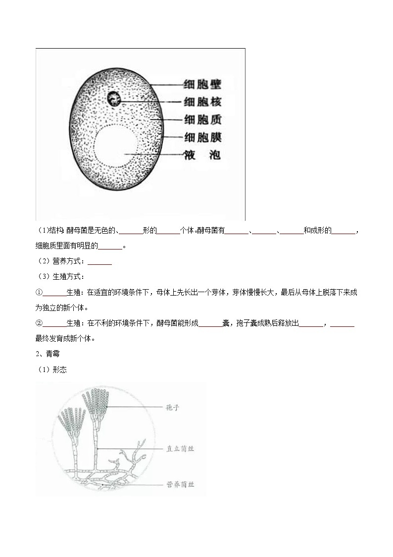 5.4.3 真菌- 2022-2023学年八年级上册生物同步精品讲义（人教版）02