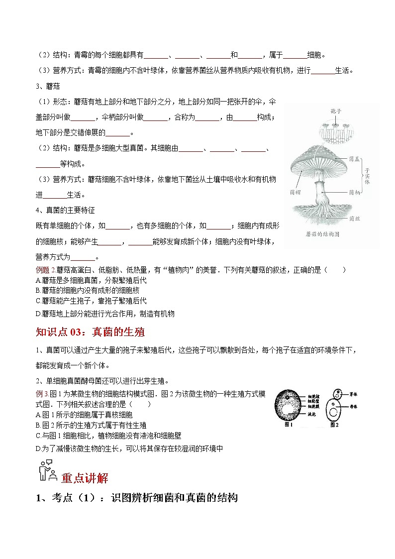 5.4.3 真菌- 2022-2023学年八年级上册生物同步精品讲义（人教版）03