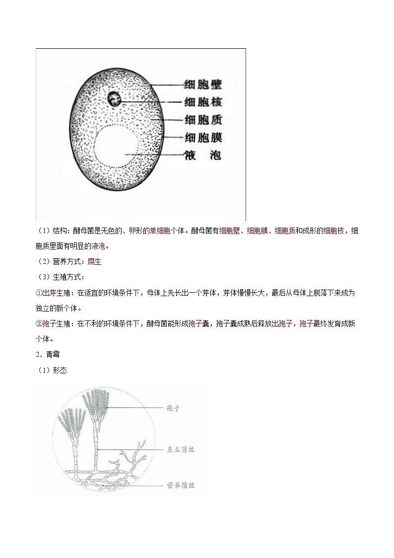 5.4.3 真菌- 2022-2023学年八年级上册生物同步精品讲义（人教版）02