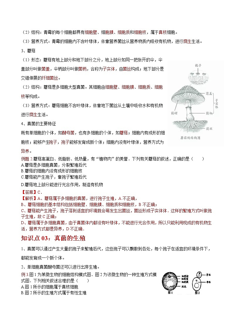 5.4.3 真菌- 2022-2023学年八年级上册生物同步精品讲义（人教版）03