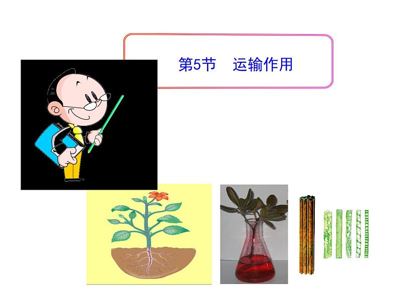 第5章第4节运输作用课件2022-2023学年北师大版生物学七年级上册第1页