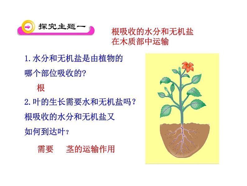 第5章第4节运输作用课件2022-2023学年北师大版生物学七年级上册第3页