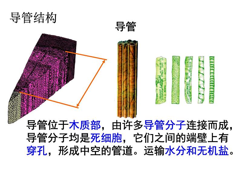 第5章第4节运输作用课件2022-2023学年北师大版生物学七年级上册第8页