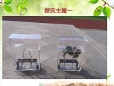 第5章第5節(jié)蒸騰作用課件2022-2023學(xué)年北師大版生物學(xué)七年級上冊