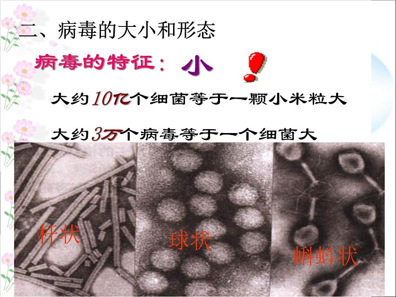 《病毒》课件第4页