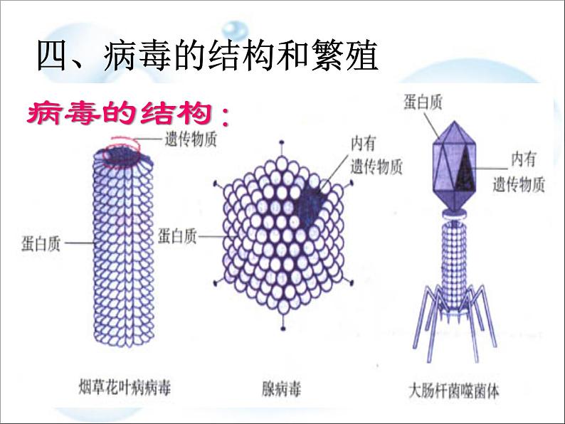 《病毒》课件第7页