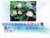 《细菌和真菌在自然界中的作用》课件