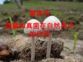 《细菌和真菌在自然界中的作用》课件