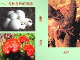 《真菌》参考课件1-基础型