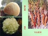 《真菌》参考课件1-基础型