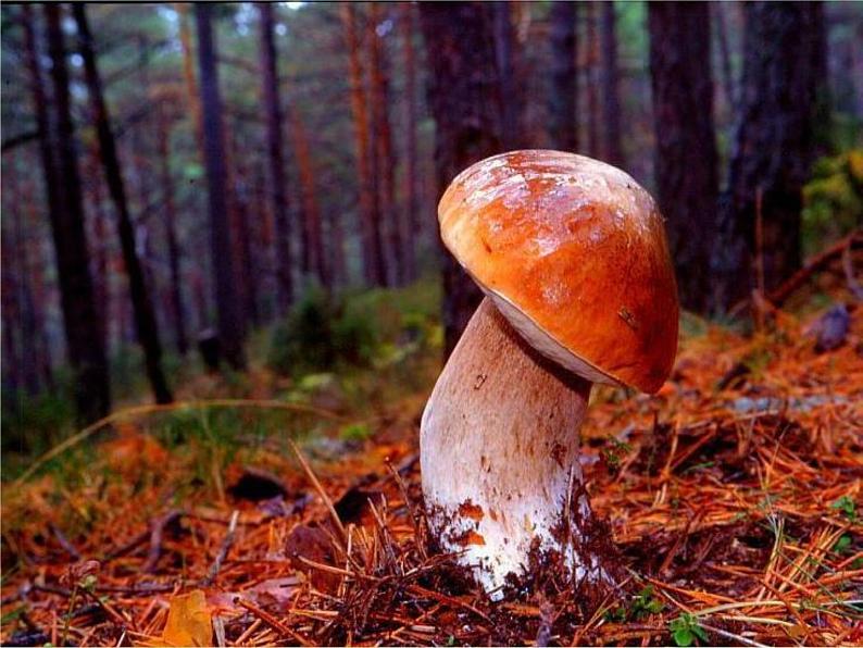 《真菌》参考课件1-基础型第4页