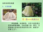 《真菌》参考课件1-基础型
