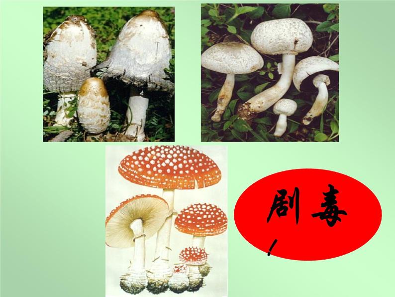 《真菌》参考课件1-基础型第7页