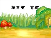 《真菌》参考课件2-扩展型