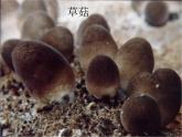 《真菌》参考课件2-扩展型