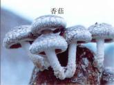 《真菌》参考课件2-扩展型