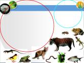 《尝试对生物进行分类》第二课时课件