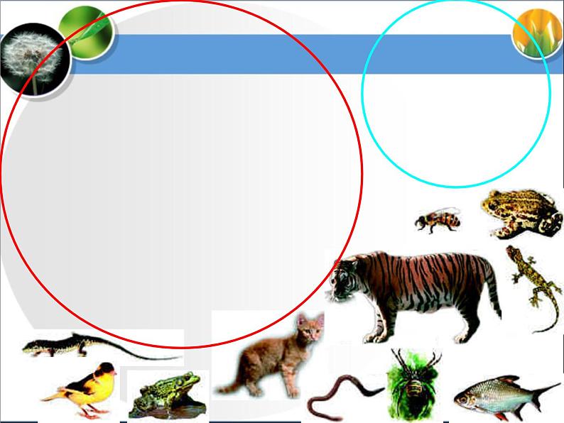 《尝试对生物进行分类》第二课时课件第4页