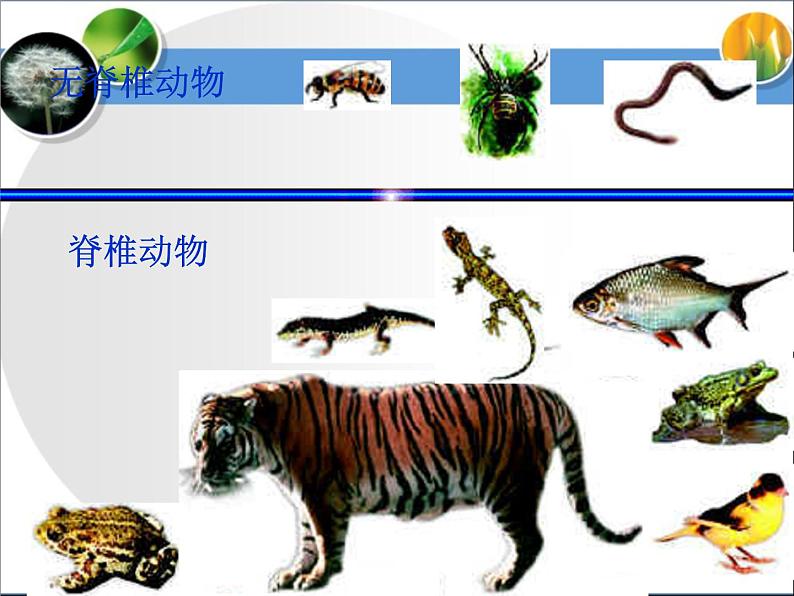 《尝试对生物进行分类》第二课时课件第5页