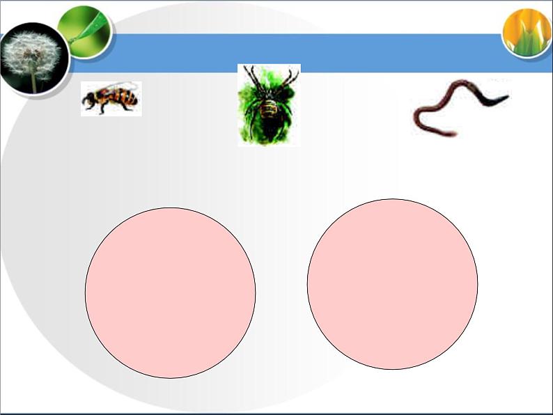 《尝试对生物进行分类》第二课时课件第6页