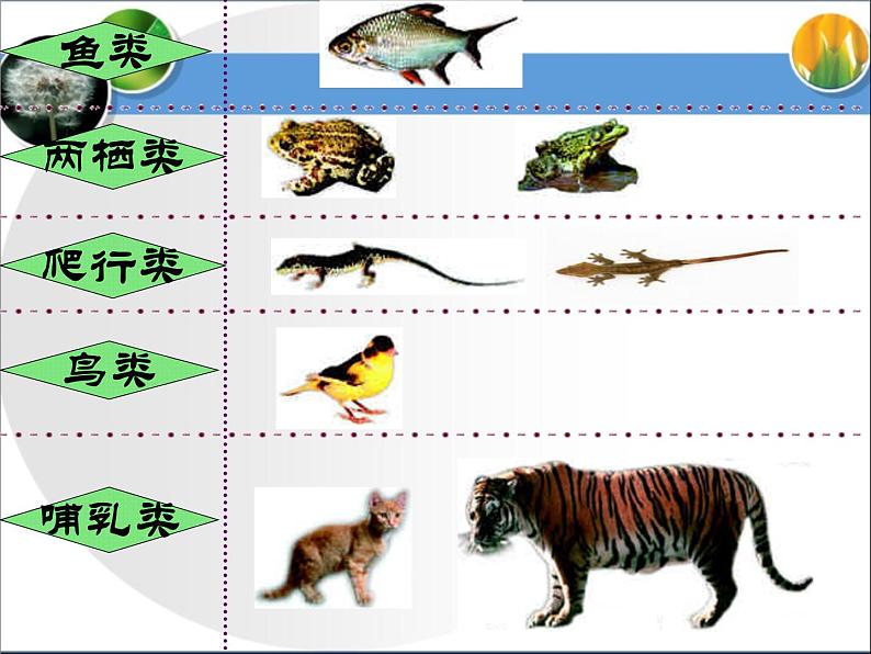 《尝试对生物进行分类》第二课时课件第8页