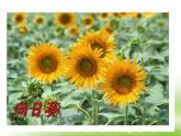 《尝试对生物进行分类》第一课时课件