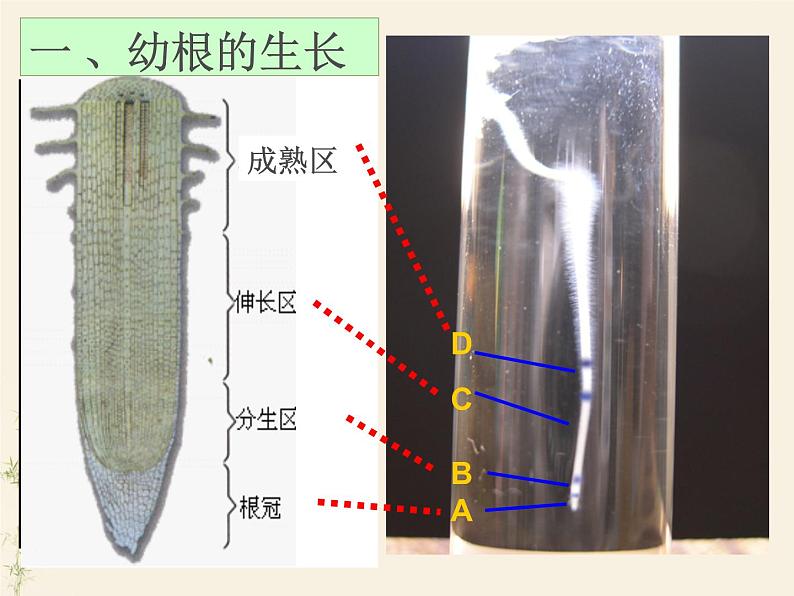 第二节 植株的生长-课件第6页