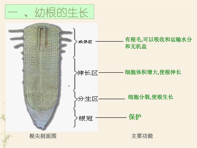 第二节 植株的生长-课件第7页