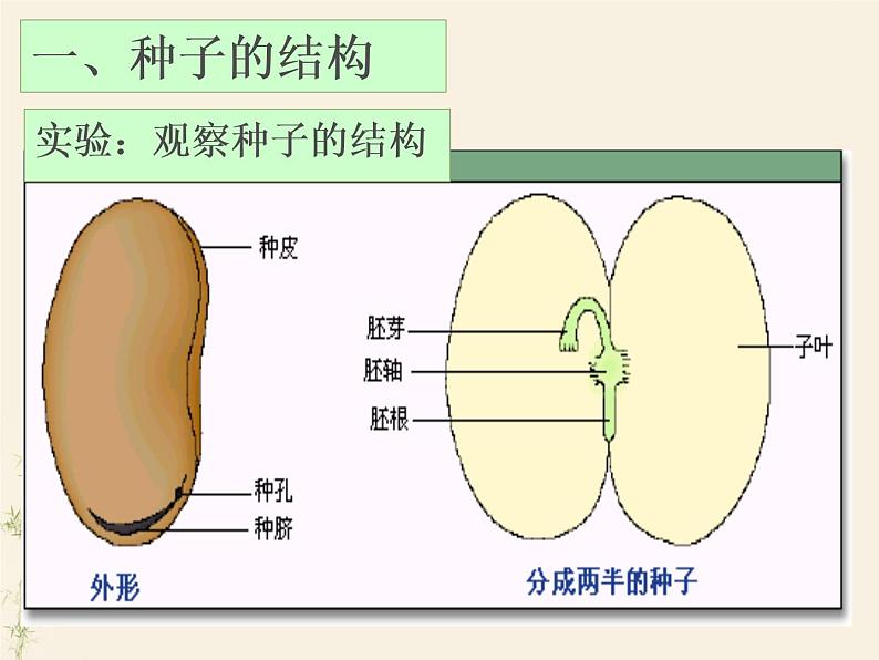 第二节 种子植物课件06